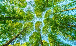 PLEF - UE: accordo sul target di riduzione delle emissioni al 2040, ma crescono dubbi e flessibilità